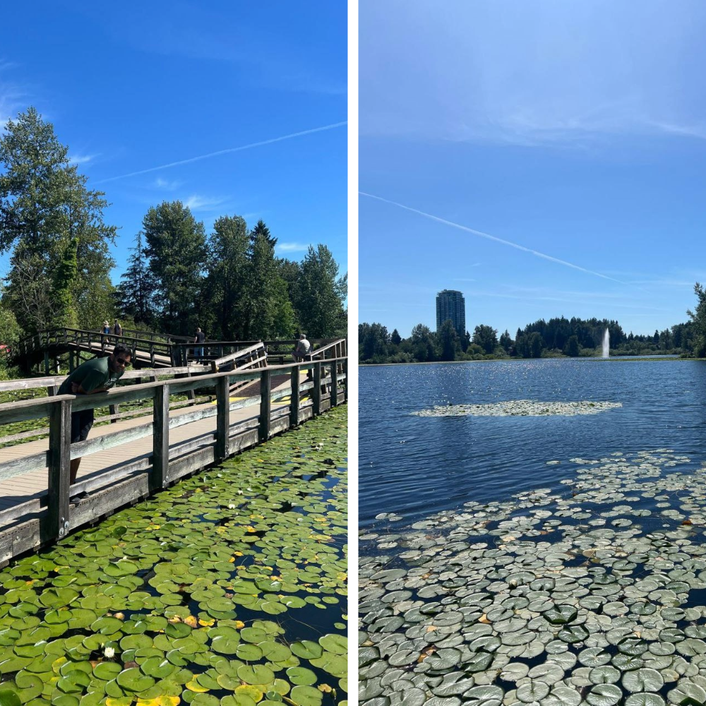 Mill Lake 